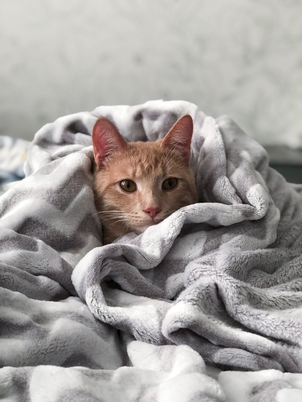 orange tabby cat on gray blanket