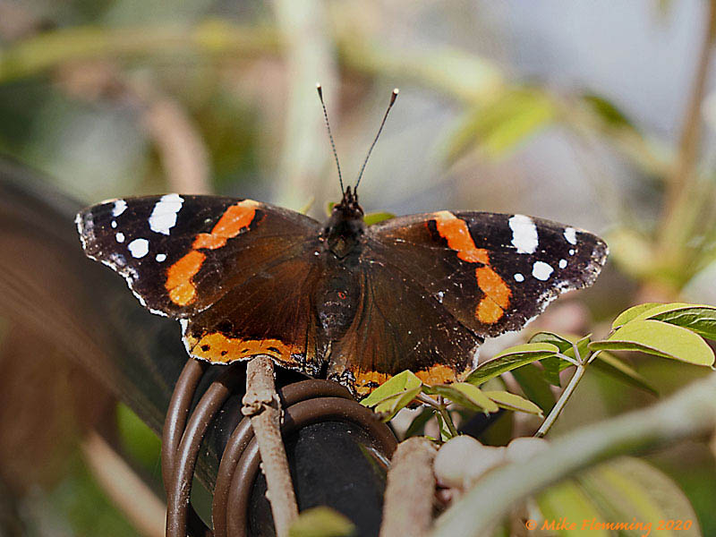 Red-Admiral-2020-1