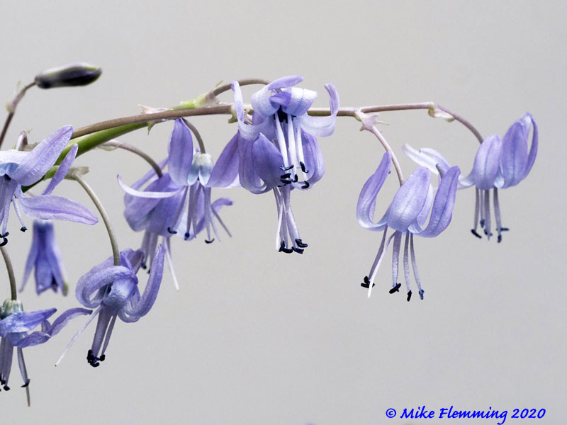 Scilla-greilhuberi-2020