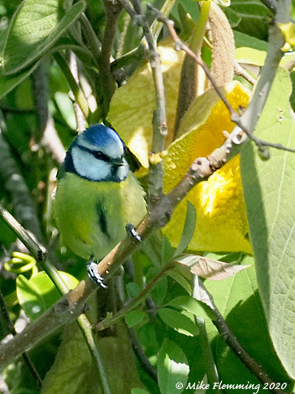 Blue-Tit-2020