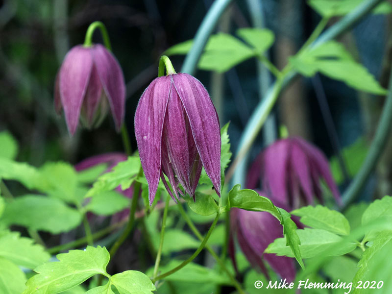 Clematis-Octopus-2020