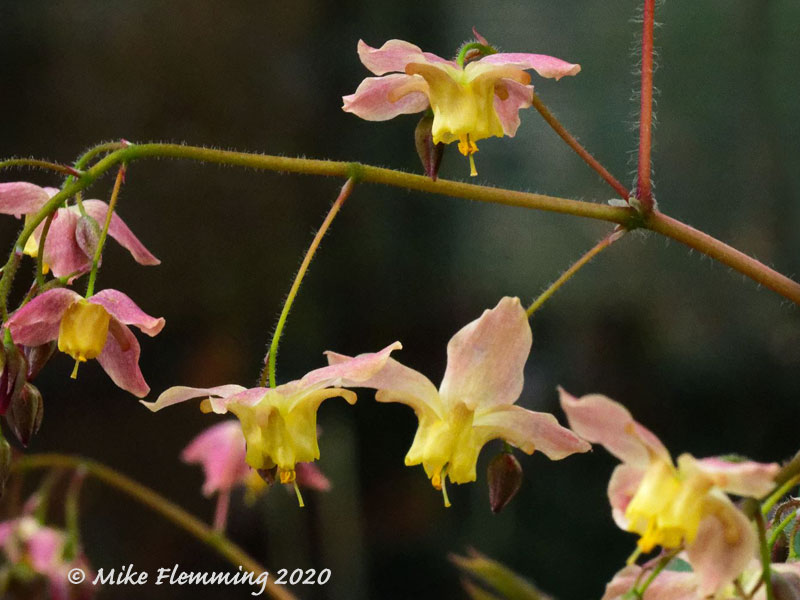 Epimedium-versicolor