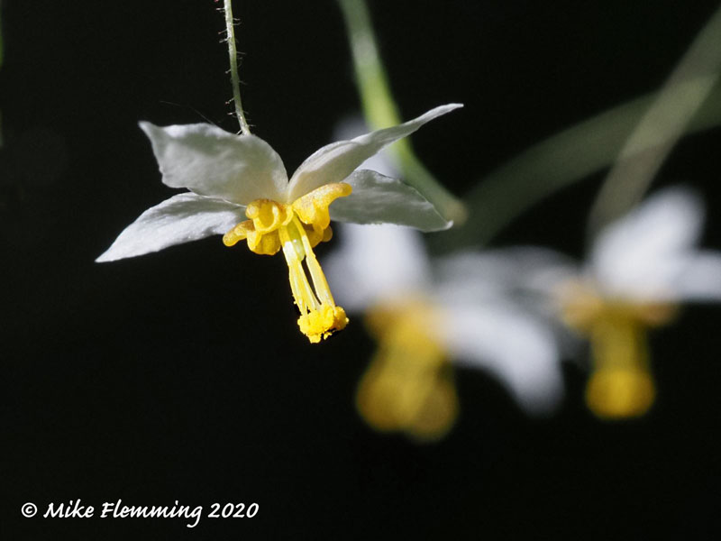 Epimedium-Woodang-Star
