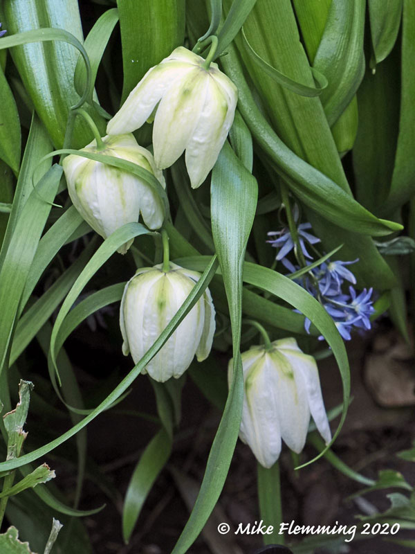 Fritillaria-White-2020