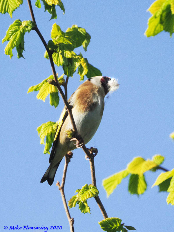 Goldfinch-1