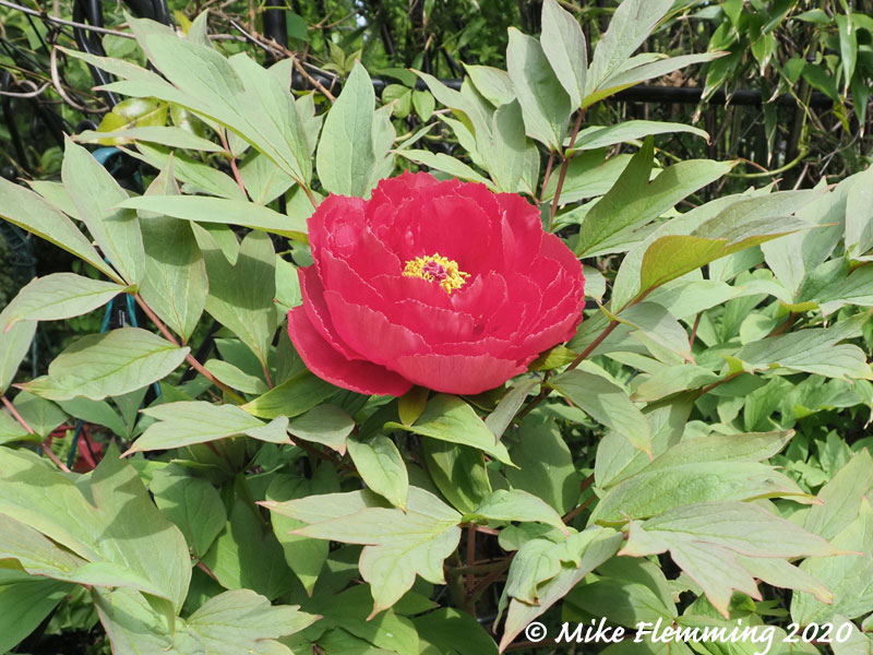 Paeonia-suffruticosa