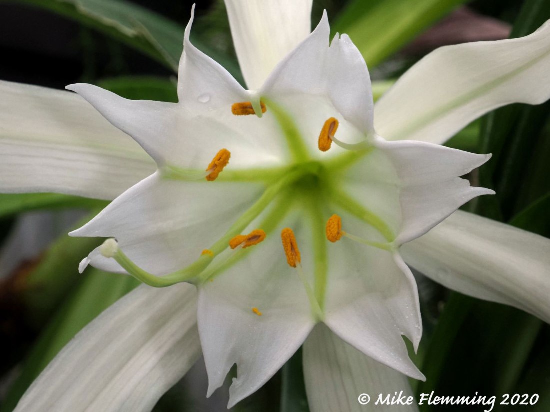 Pamianthe-peruviana_2020-1