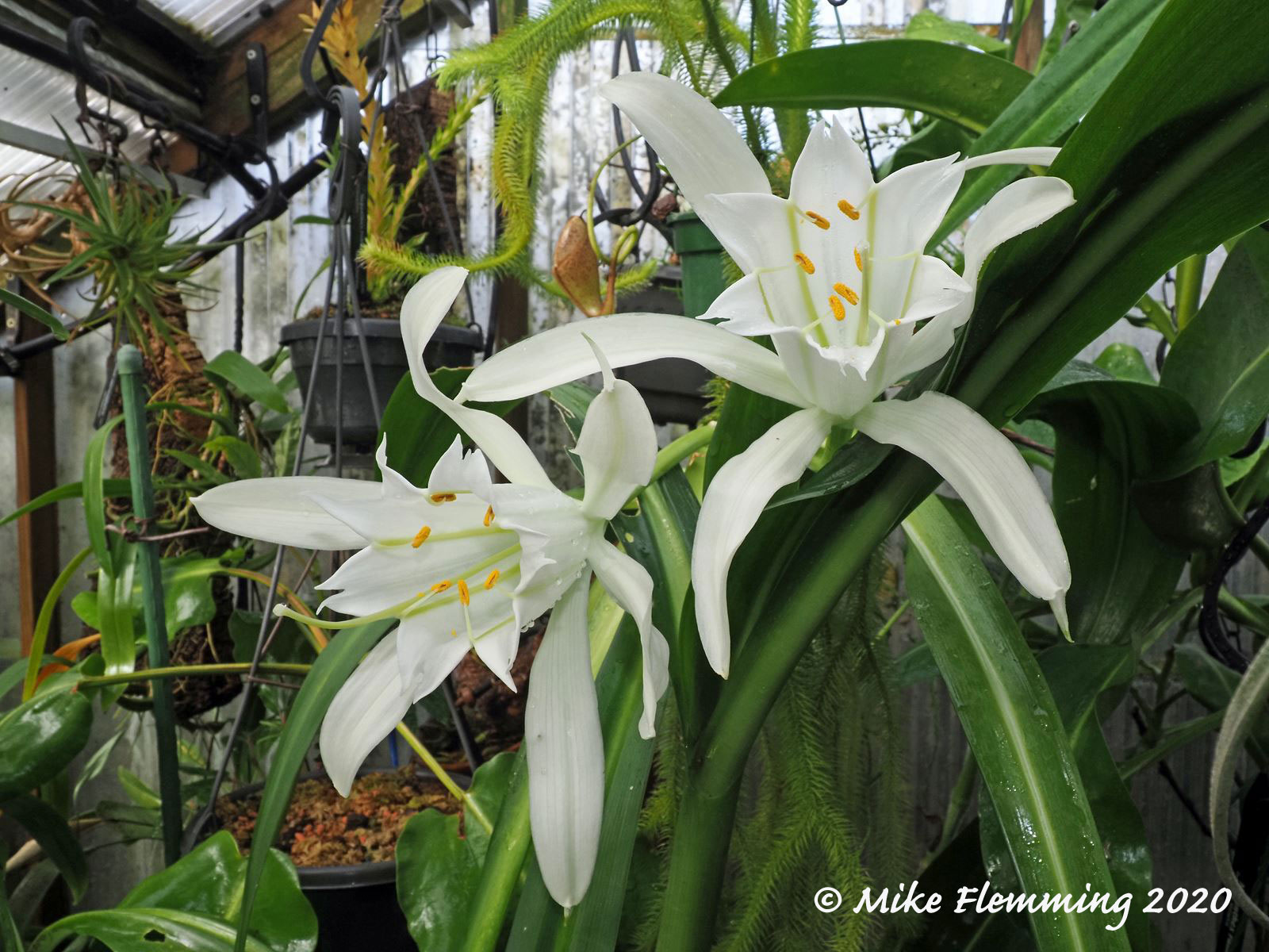 Pamianthe-peruviana_2020-2