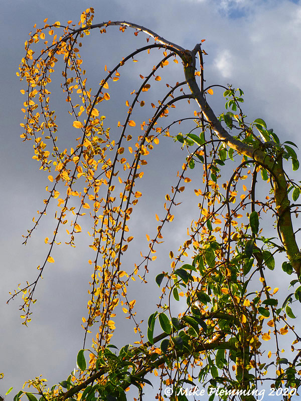 Cercidophyllum-japonicum-pendulum_20-3
