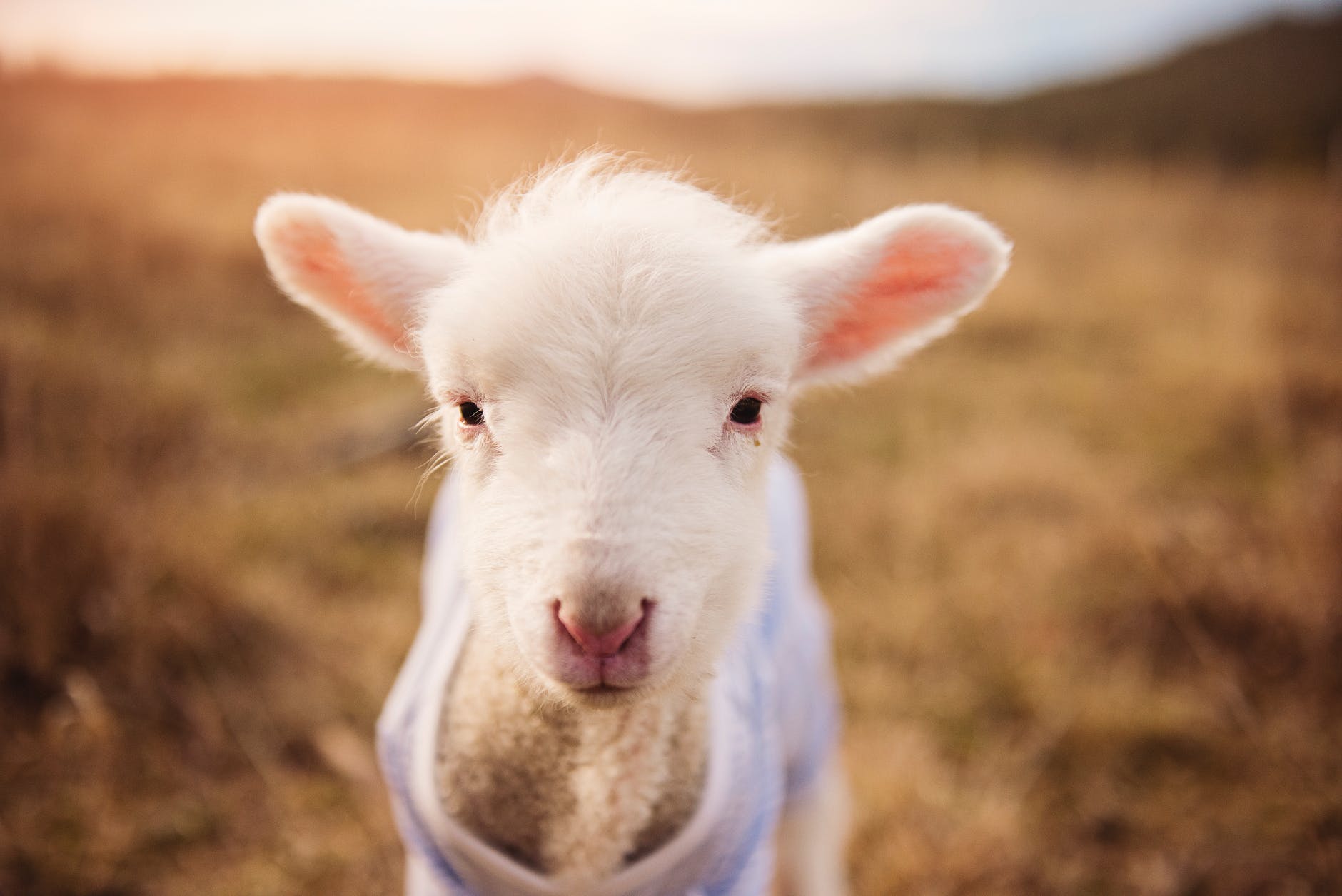 adorable animal animal photography animal portrait