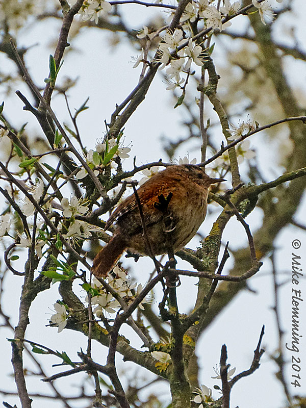 Wren_2014-2
