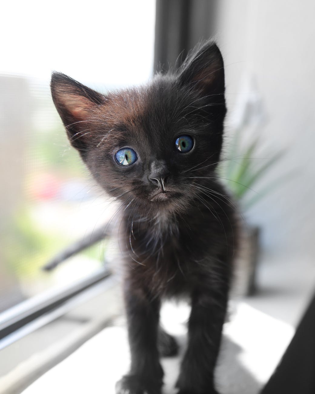 cute short fur black kitten with blue eyes