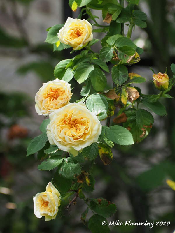rosa-alchemys_2020t