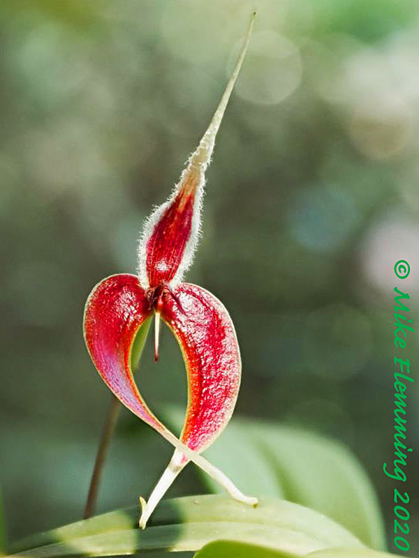 Bulbophyllum-maxillariae_2020-1