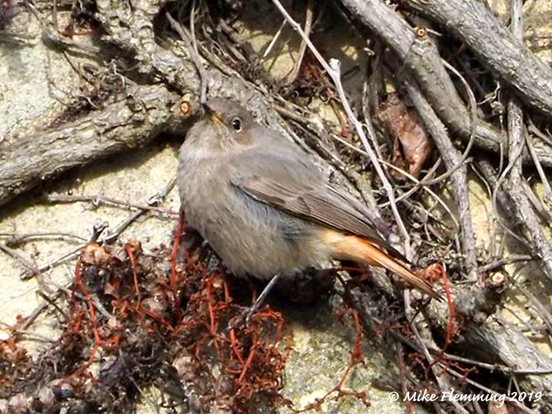 blackredstart2019-4